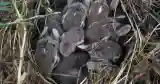 baby bunnies nest