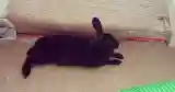 bunny chewed carpet step