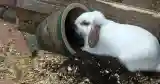 bunny digging plant pot
