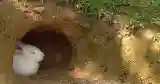 bunny hiding burrow
