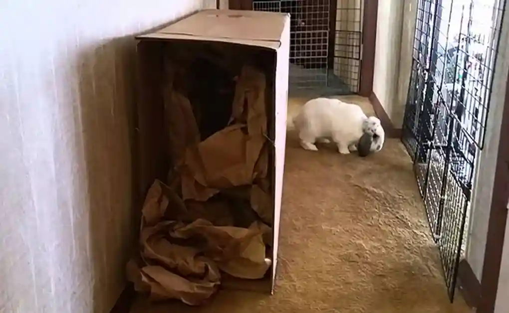 bunny playing cardboard box
