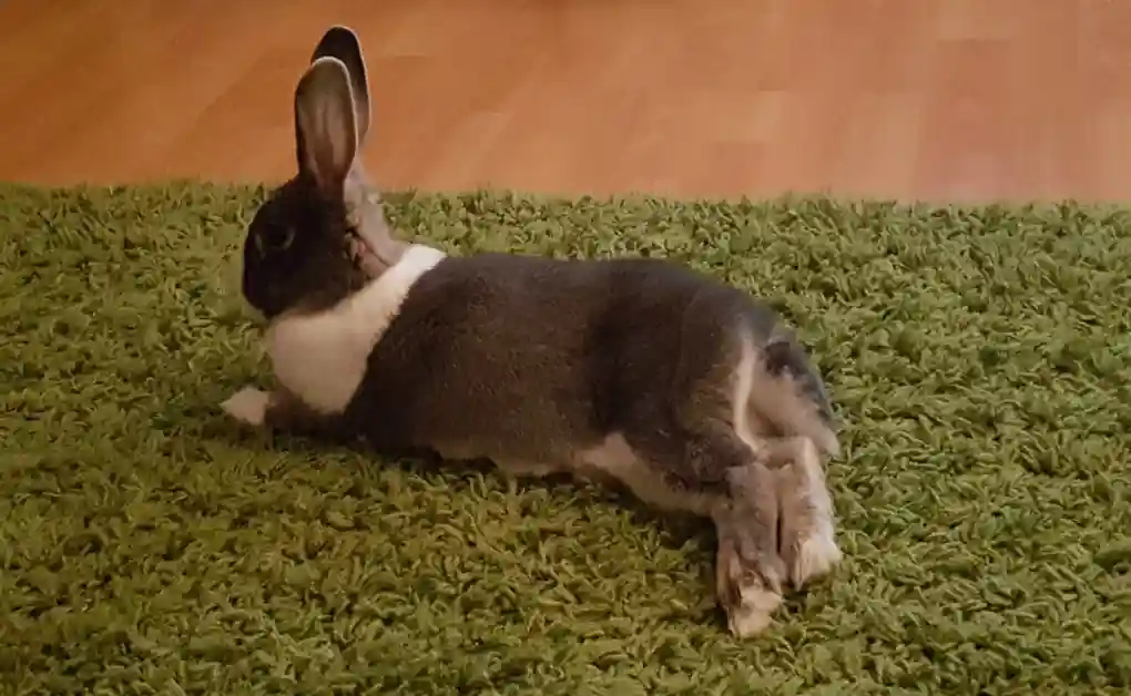 bunny sitting green rug