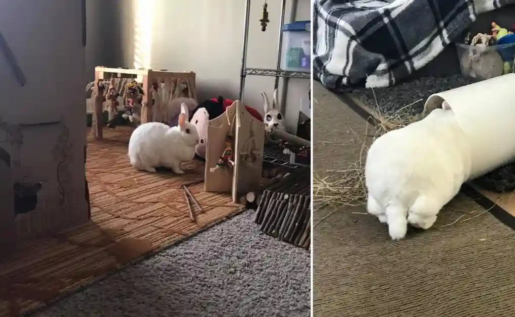 bunny sitting rug