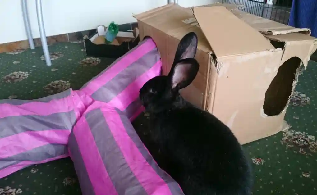 black bunny playing cardboard box tube