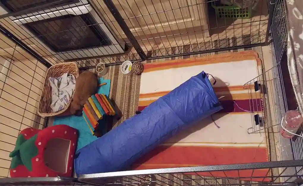 bunny enclosure pen