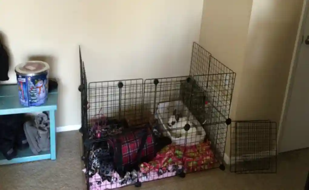 house rabbit corner pen