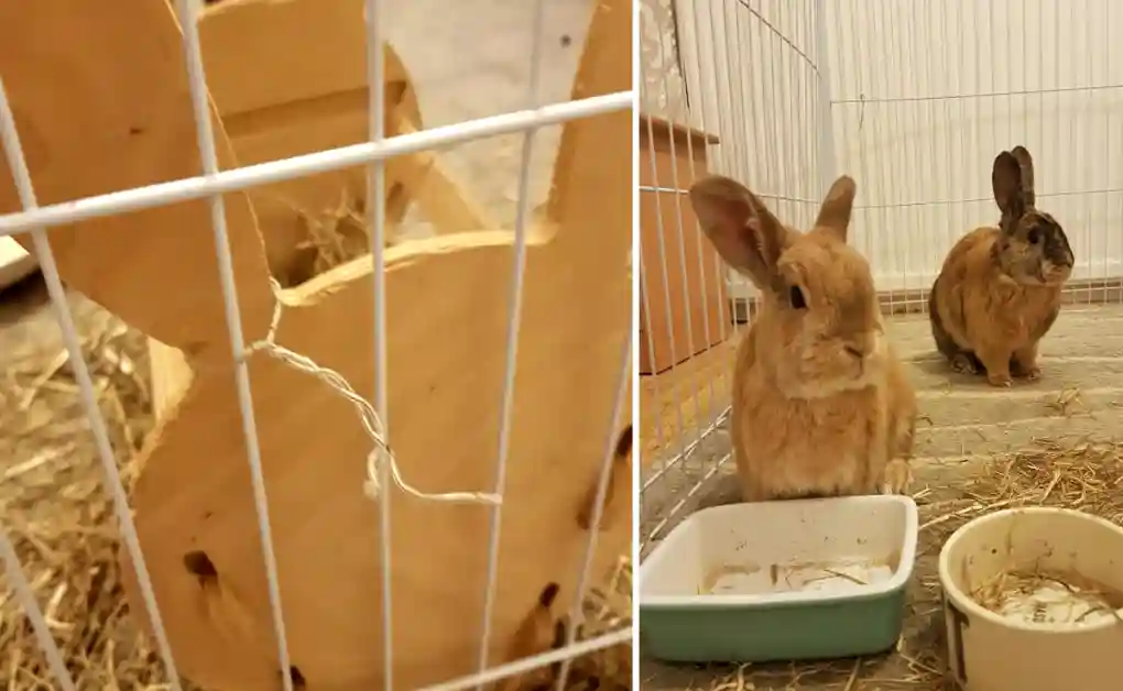 litter tray cable tie