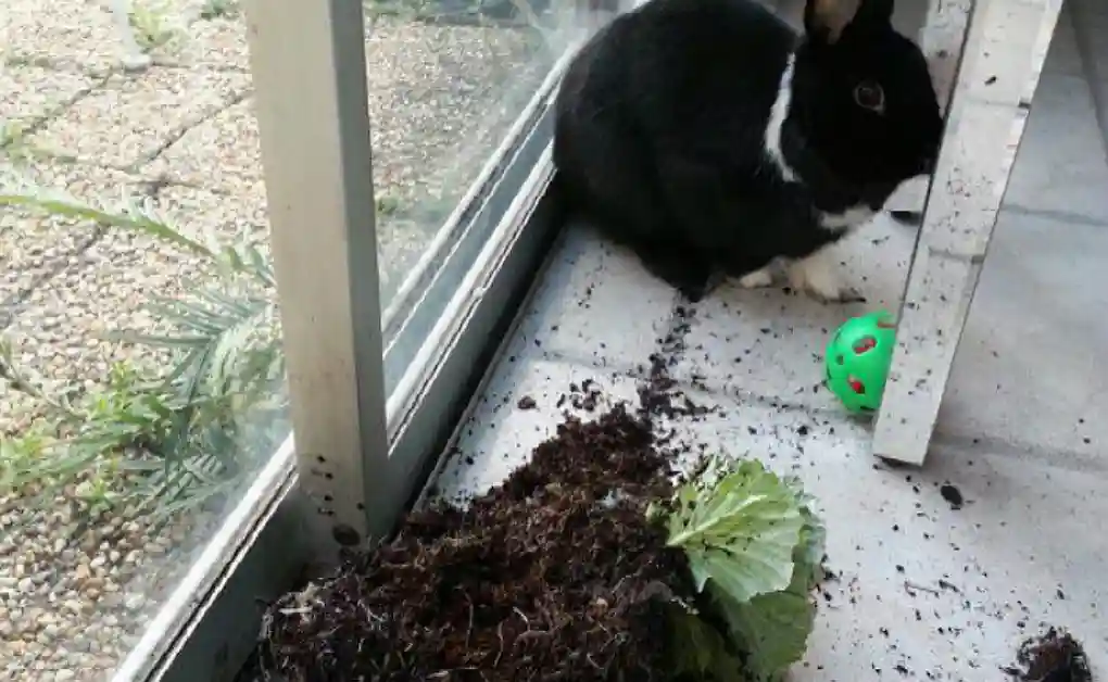 rabbit knocked over plant