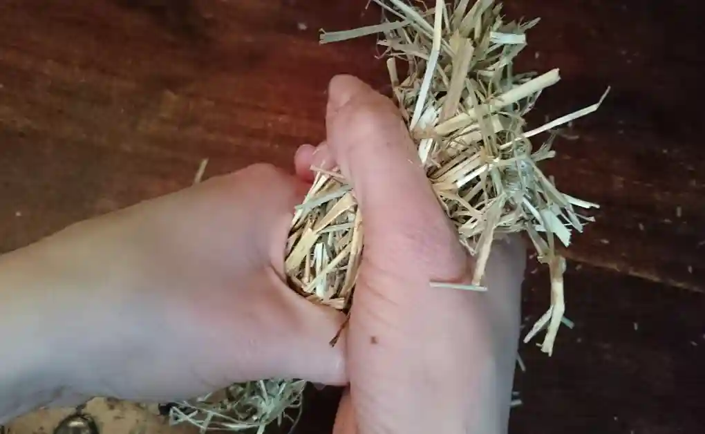 rabbit toy toilet roll hay roll pt1