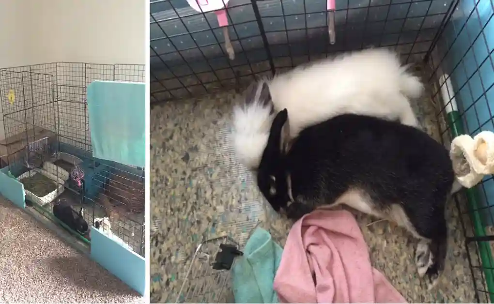 rabbits laying together pen